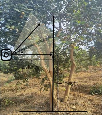 YOLO-CFruit: a robust object detection method for Camellia oleifera fruit in complex environments